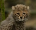 2014-02-22 Cheeta's